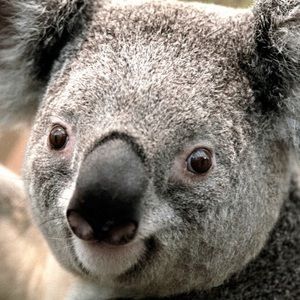 Meet your Posher, Animal